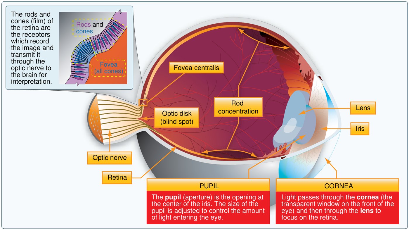 Cutaway diagram of the human eye labelling the cornea, pupil, iris, lens, retina, optic nerve, optic disk marked as the blind spot, the fovea centralis, and the area of rod concentration. An inset shows the rods and cones of the retina and notes that they record the image and transmit it through the optic nerve to the brain.
