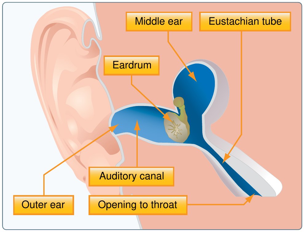 Cutaway anatomy of the ear showing the outer ear, auditory canal, eardrum, middle ear, and the Eustachian tube running from the middle ear down to its opening in the throat.