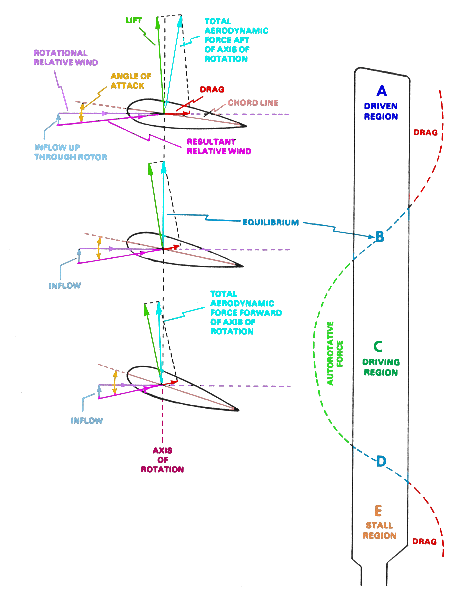Detailed force-vector diagram of a rotor blade in a fully developed vertical autorotation descent. Upward induced flow, rotational velocity, and resultant relative wind vectors are shown at multiple spanwise stations across the driving, driven, and stall regions.