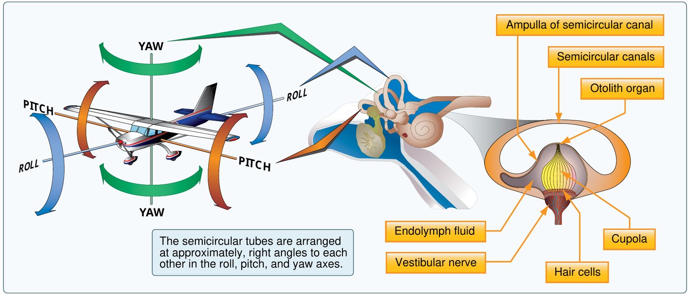 Anatomy diagram of the vestibular system. An aircraft is drawn inside three coloured hoops marking the roll, pitch and yaw planes; a cutaway of the inner ear labels the ampulla of the semicircular canal, the semicircular canals, the otolith organ, endolymph fluid, the vestibular nerve, the cupola and the hair cells.